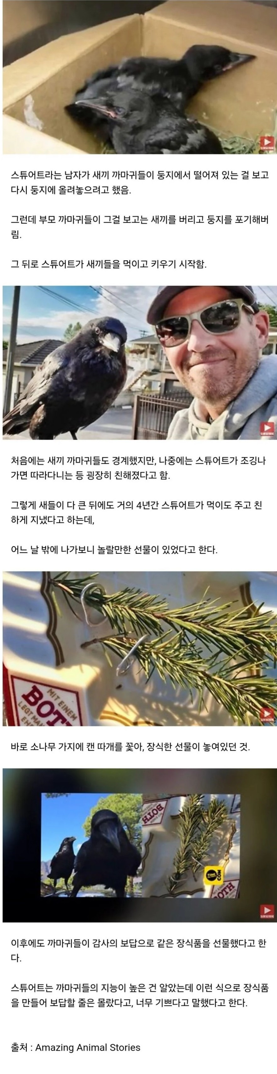 자신을 치료하고 먹이를 준 남자에게 보답한 까마귀 | 인스티즈