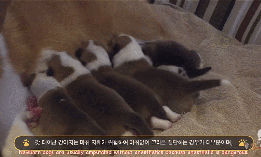 단미 안한 웰시코기.gif | 인스티즈