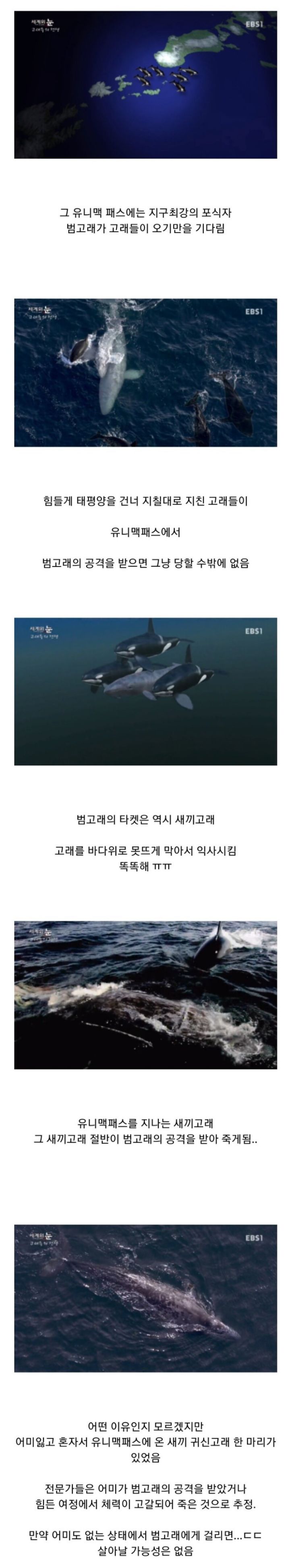 범고래 이기는 고래 | 인스티즈