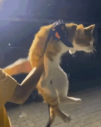 고양이 키우고 싶을때 보는 짤 | 인스티즈