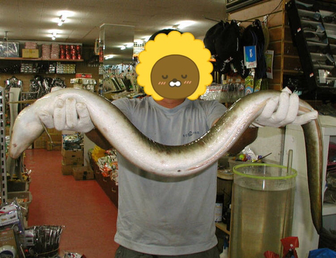 대물장어 이미지