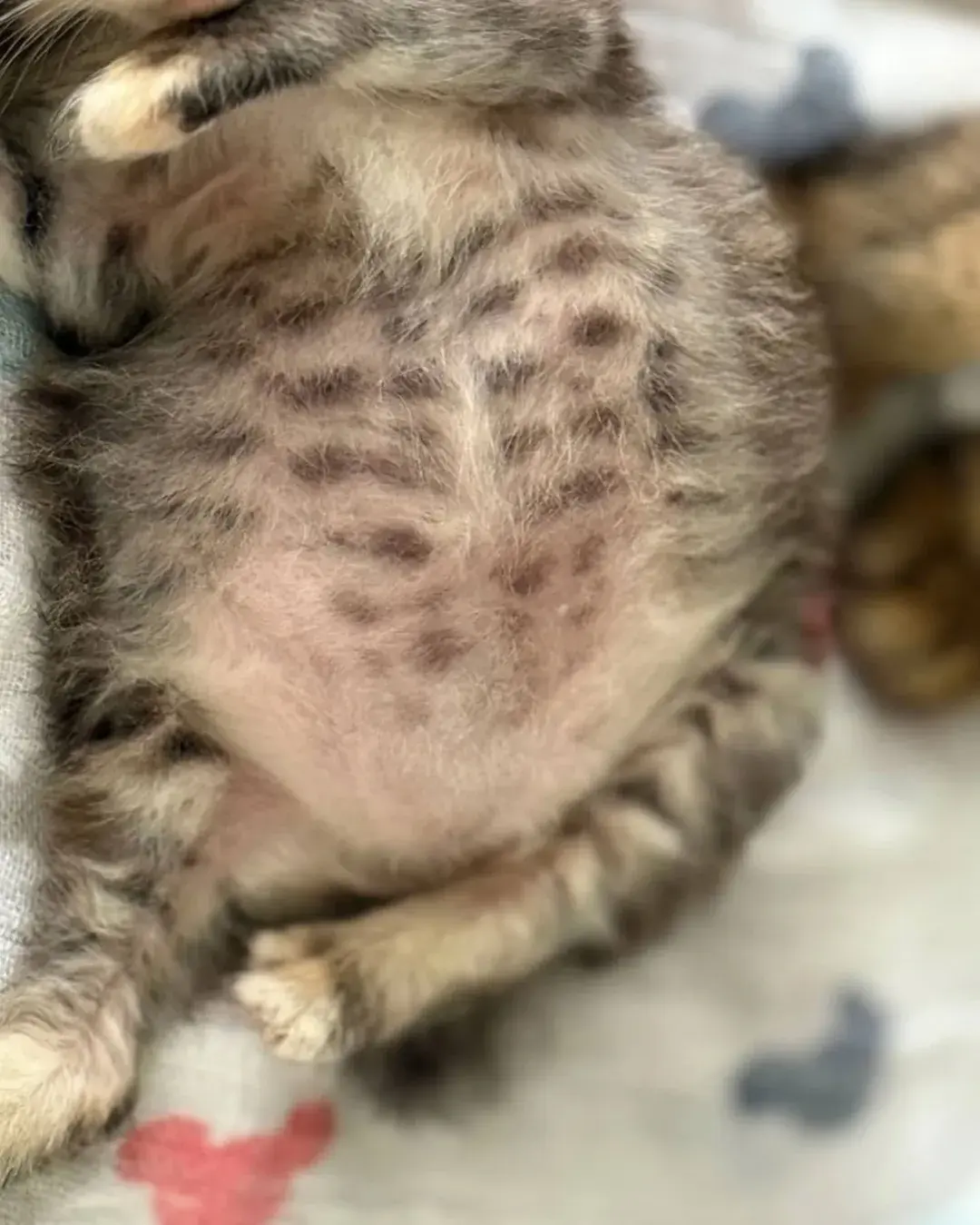 고양이가 외동으로 태어나면 | 인스티즈