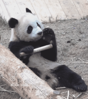 죽순이 안까져서 쨔즌난 후이바오 | 인스티즈