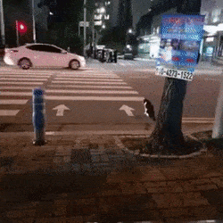 고양이도 할줄 앎.gif | 인스티즈