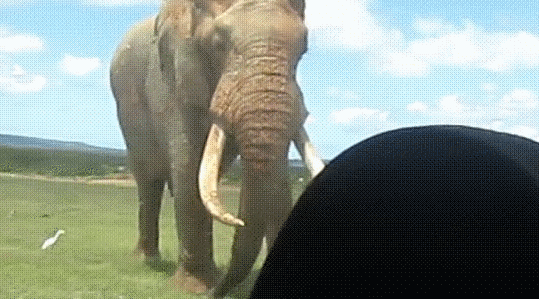 동물들 실제크기 체감 ㄷㄷ.gif | 인스티즈