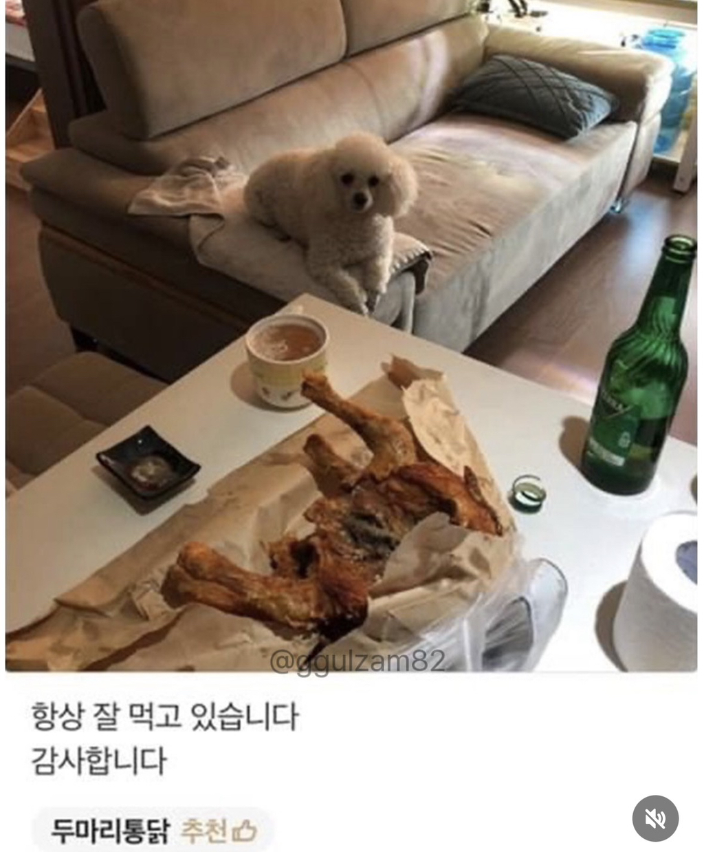 늘 보이던 강아지가 안 보이니 아쉬워하는 사장님.jpg | 인스티즈