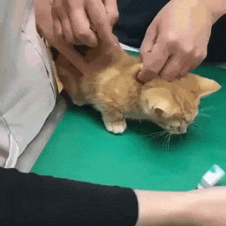 진료중 사심 채우는 수의사 | 인스티즈