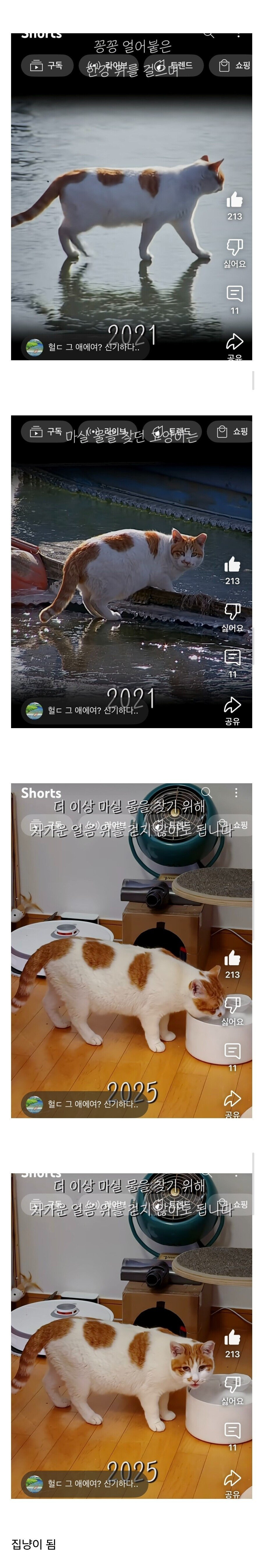 한강위를 걷던 고양이 근황 | 인스티즈