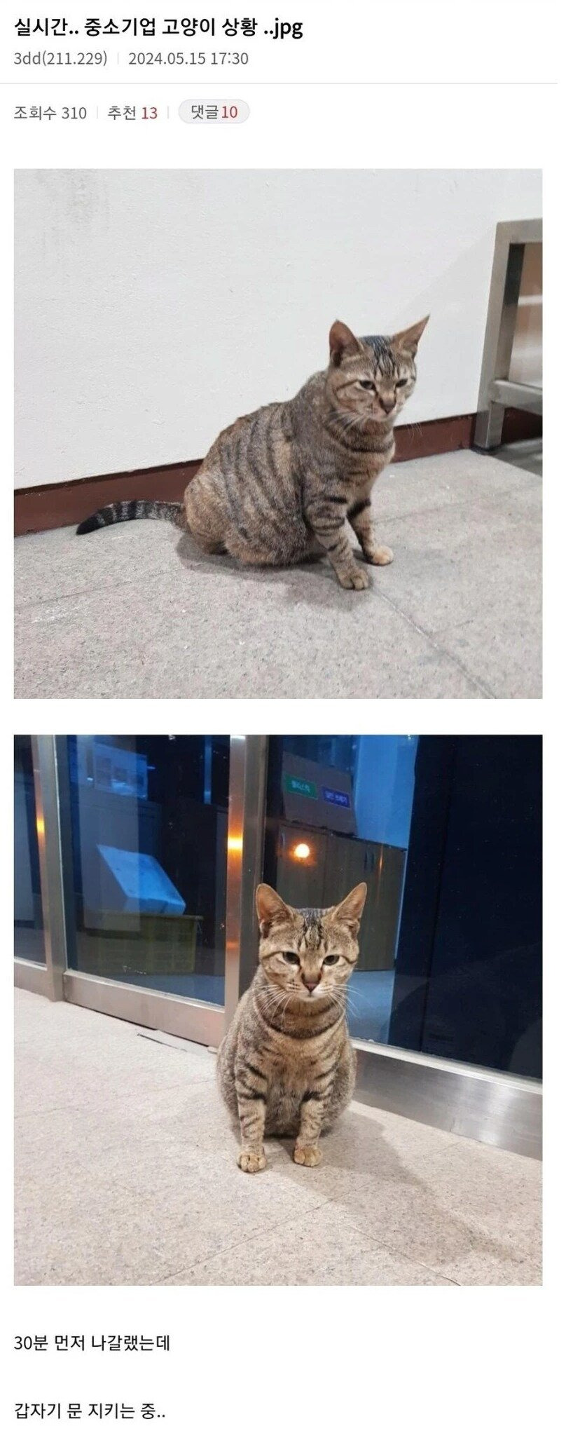 중소기업 고양이 | 인스티즈