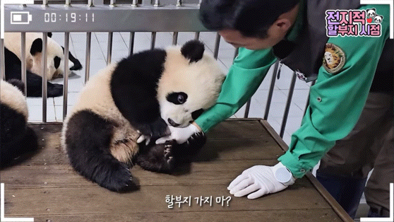 할부지 손 잡고 잠투정하는 후이바오와 안겨서 잠투정하는 루이바오 | 인스티즈