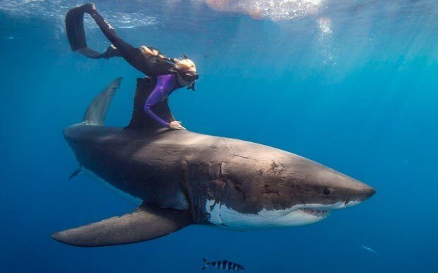 동물들 실제크기 체감 ㄷㄷ.gif | 인스티즈