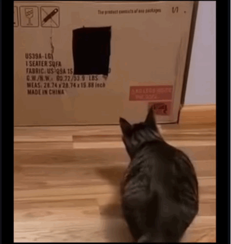 집사가 파놓은 함정에 걸려든 냥 | 인스티즈