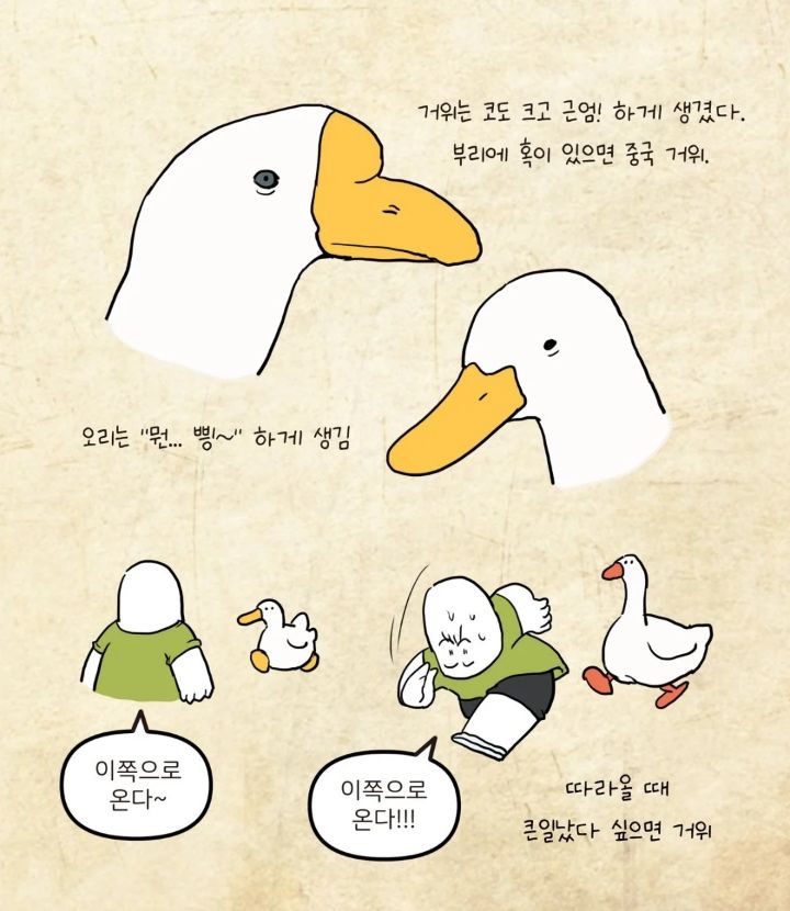 거위와 오리 구분법 | 인스티즈