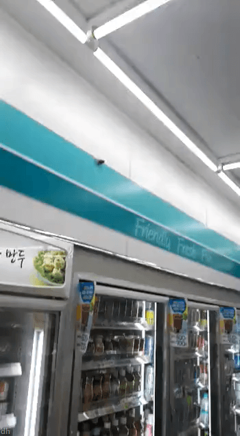 [깜놀주의] 비명 레전드 | 인스티즈