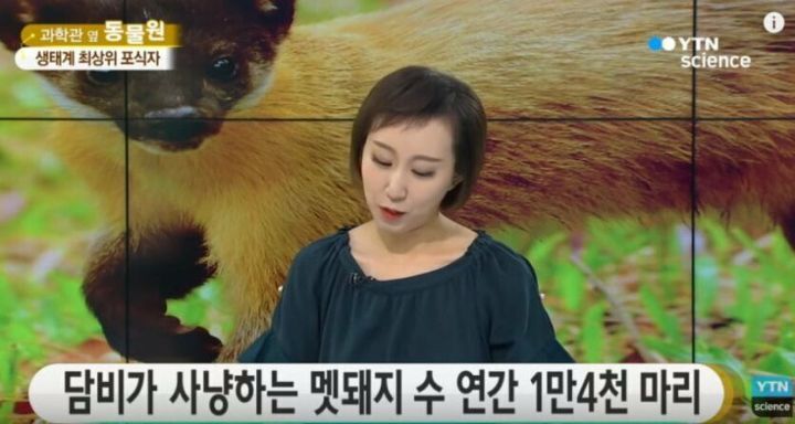 현재 한국 생태계 최상위 포식자 | 인스티즈
