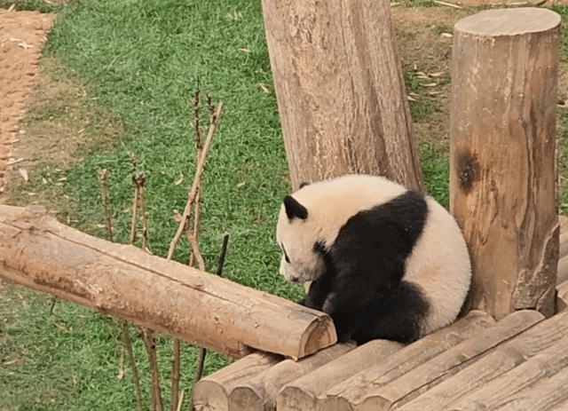오늘자 루이후이바오 | 인스티즈