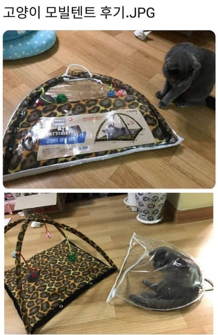 고양이 모빌 텐트 후기.jpg | 인스티즈