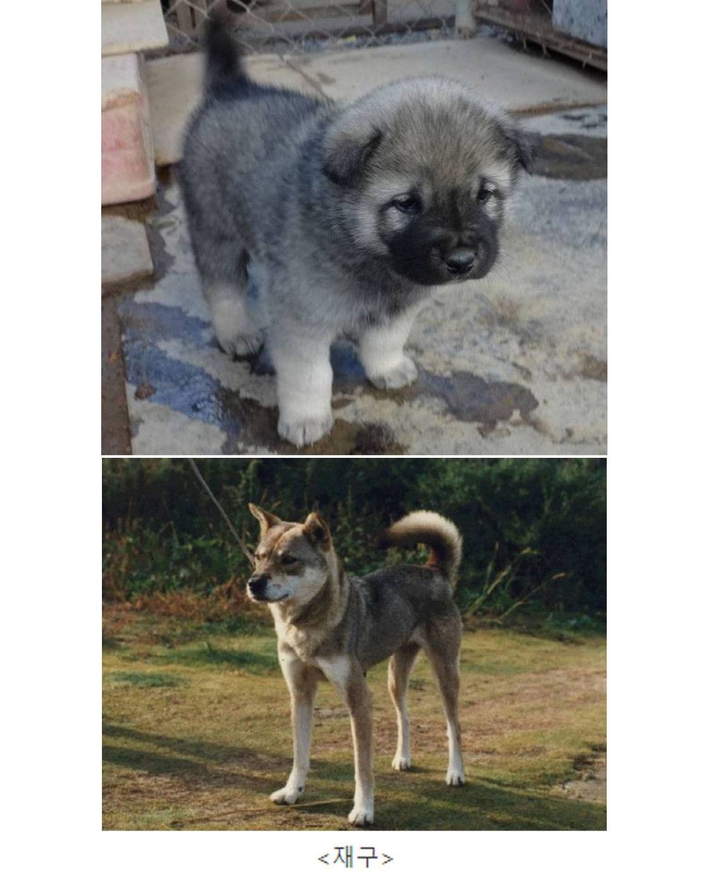 진돗개 모색별 애기일 때 생김새 | 인스티즈