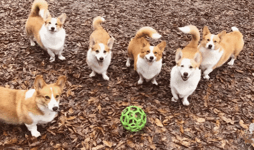 단미 안한 웰시코기.gif | 인스티즈