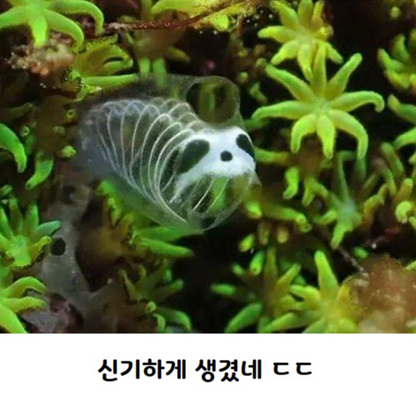 올해 신종으로 기록되었다는 해골 멍게 | 인스티즈