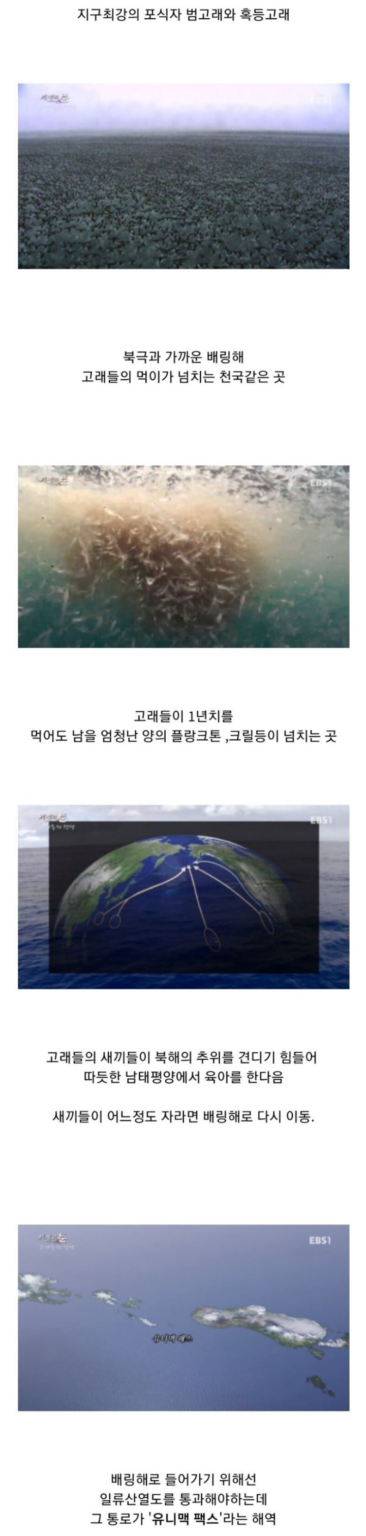 범고래 이기는 고래 | 인스티즈