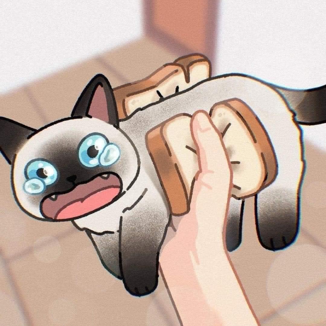 [귀여움대결] 고양이 그림 vs 사진 | 인스티즈