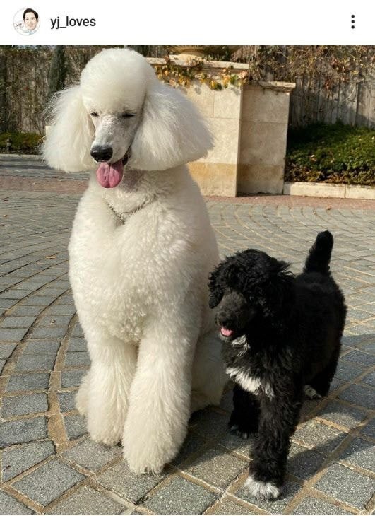 부잣집에서 자란 강아지들 | 인스티즈