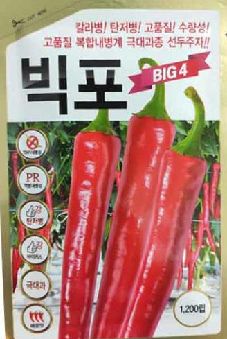 빅포 이미지