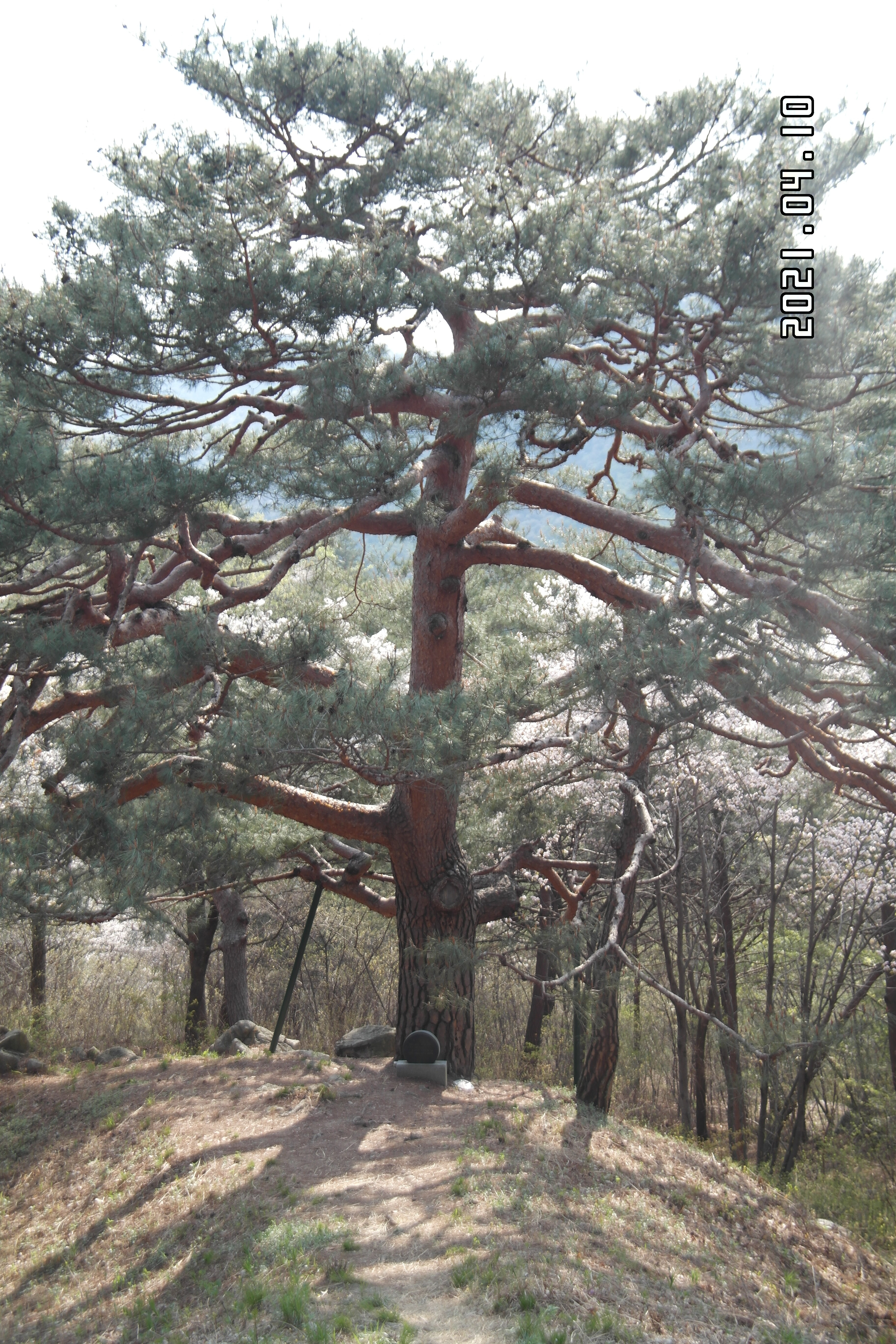 자진뱅이산벚꽃 이미지