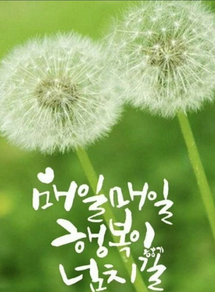 Daum 카페