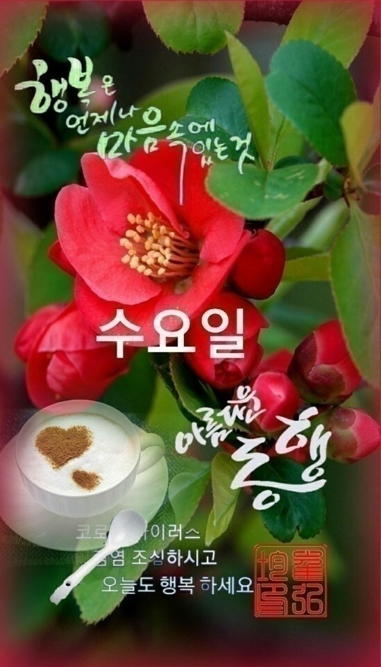 Daum 카페