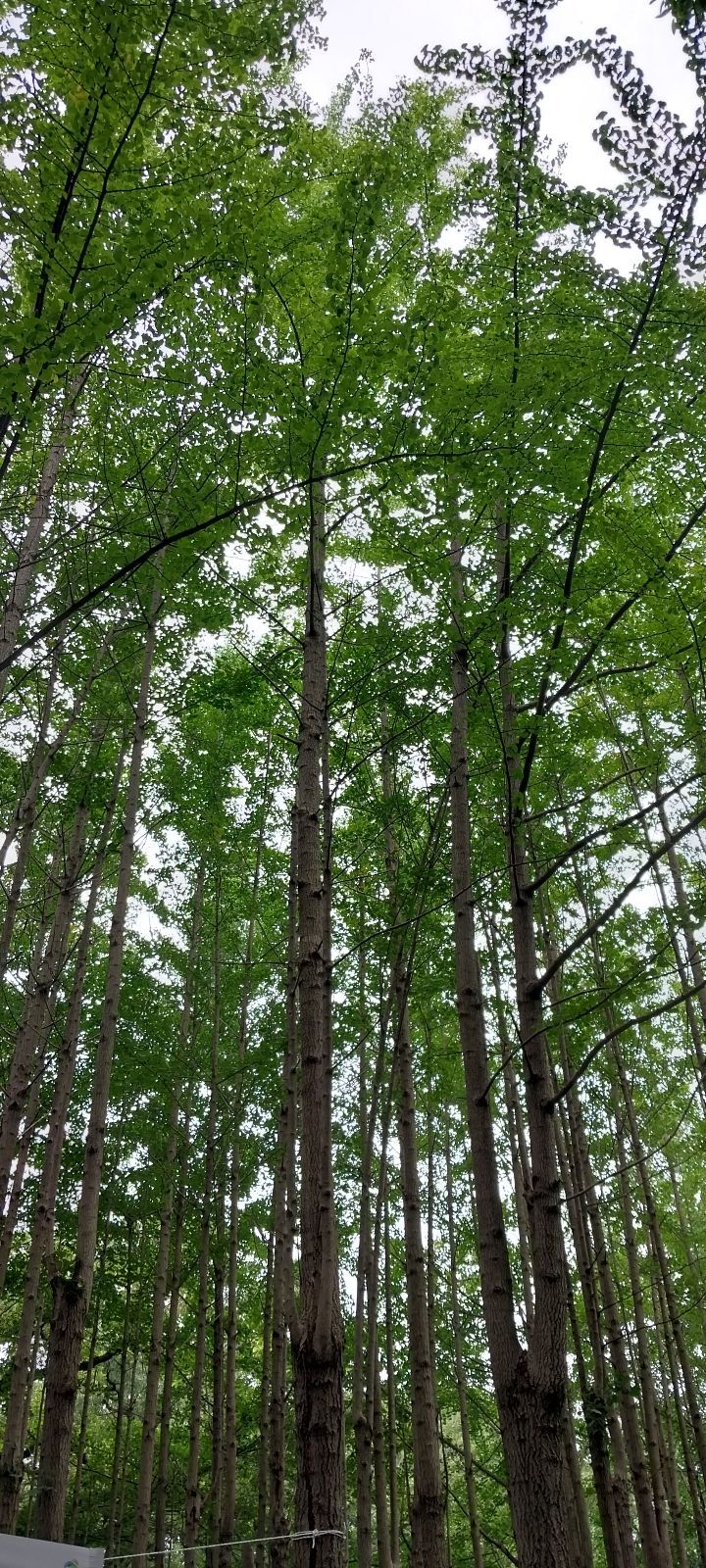 천리마 이미지
