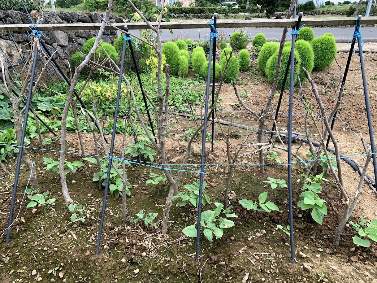 콩이야기 이미지