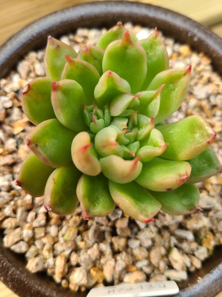 프랜스타 이미지