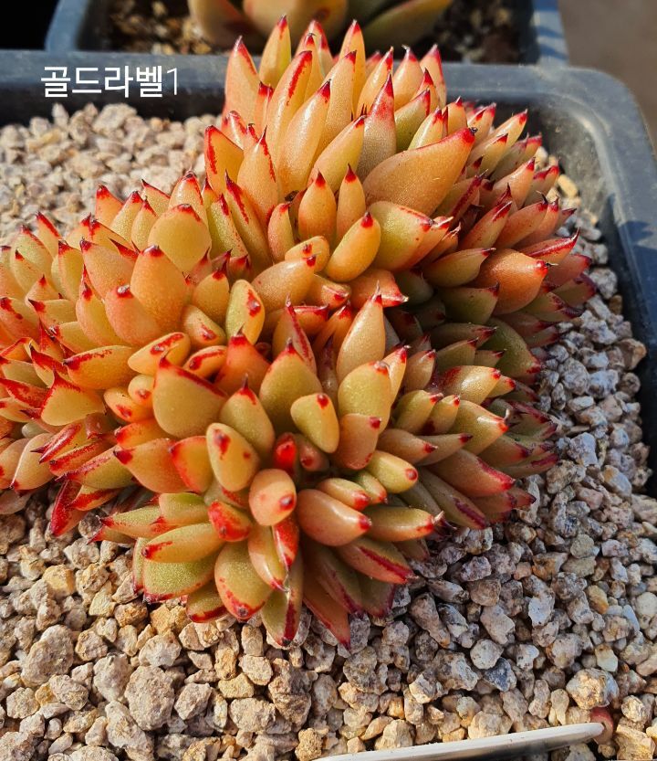 골드라벨 이미지