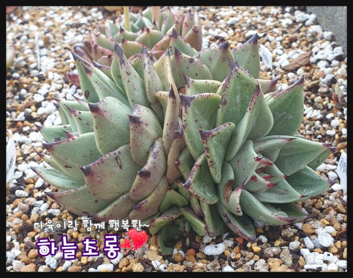 러스티 이미지