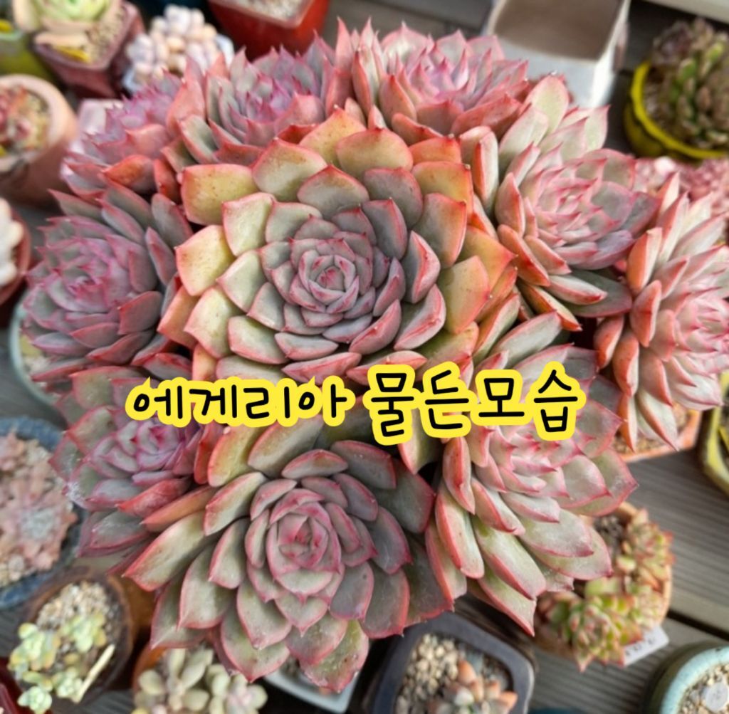 Nudegroup 에게리아 - 회원판매방 - 울트라다육@복지