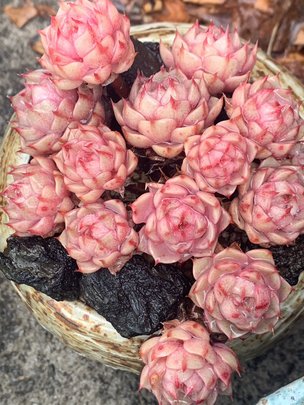 바디스 이미지