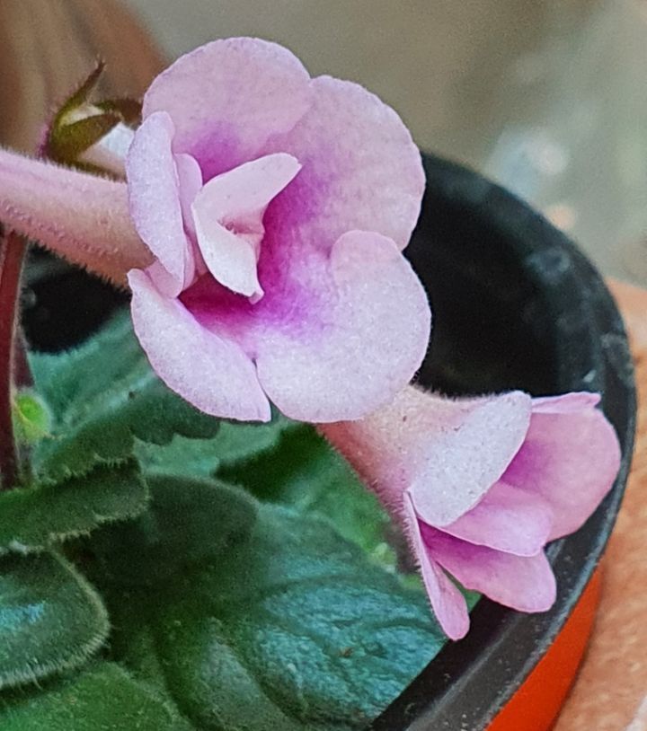 퍼플로즈 이미지