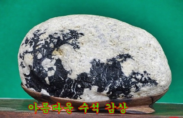 Daum 카페