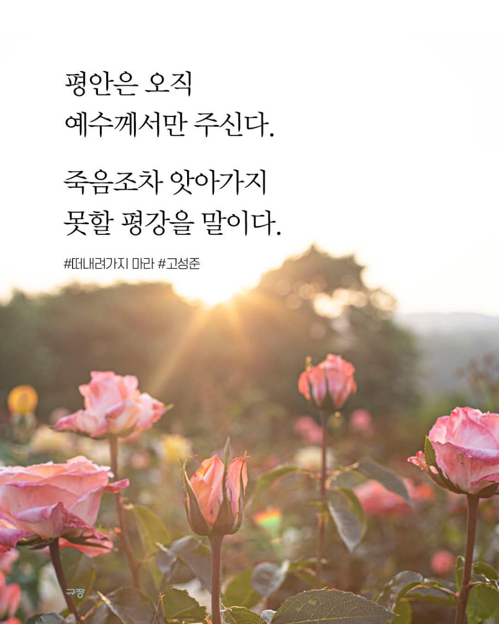 평안이네 이미지