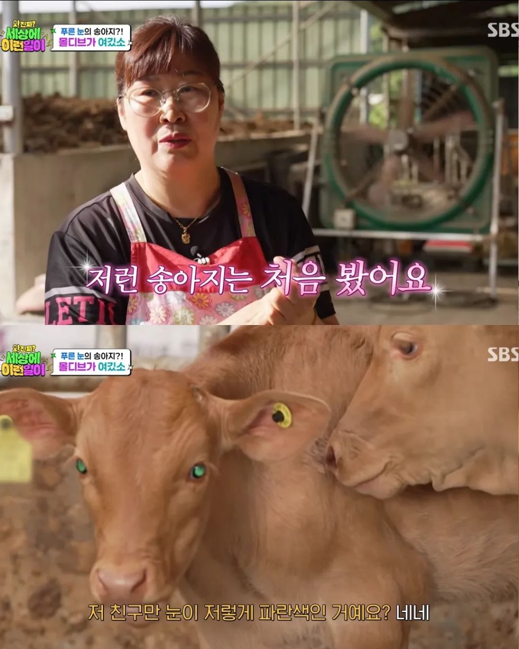 에메랄드 눈동자를 가진 k-송아지 | 인스티즈