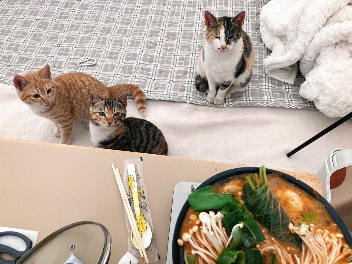 캠핑하러 왔다가 맹수들한테 집 습격당함 ㅜㅜ | 인스티즈