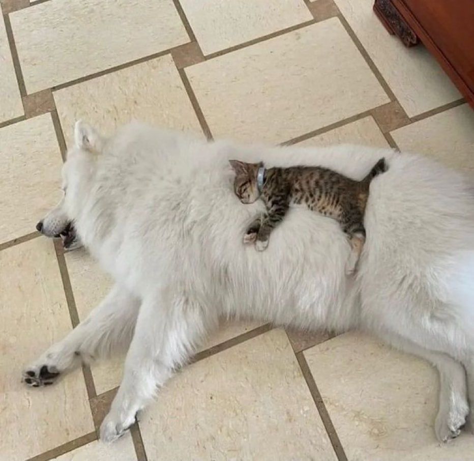 새끼고양이의 침대.jpg | 인스티즈