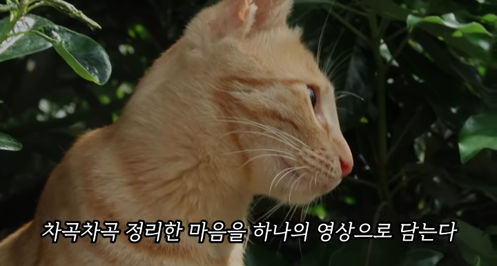 반려묘를 떠나보낸 유튜버가 올린 영상 | 인스티즈