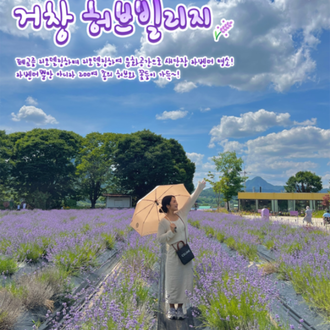 전국 라벤더 명소 6선 | 인스티즈