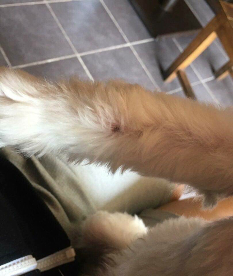 강아지한테 비비탄총 쏴서 싸대기맞은 초딩 | 인스티즈