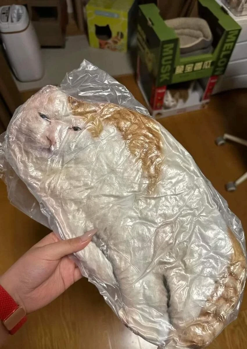 진공포장 당한 고양이.jpg | 인스티즈