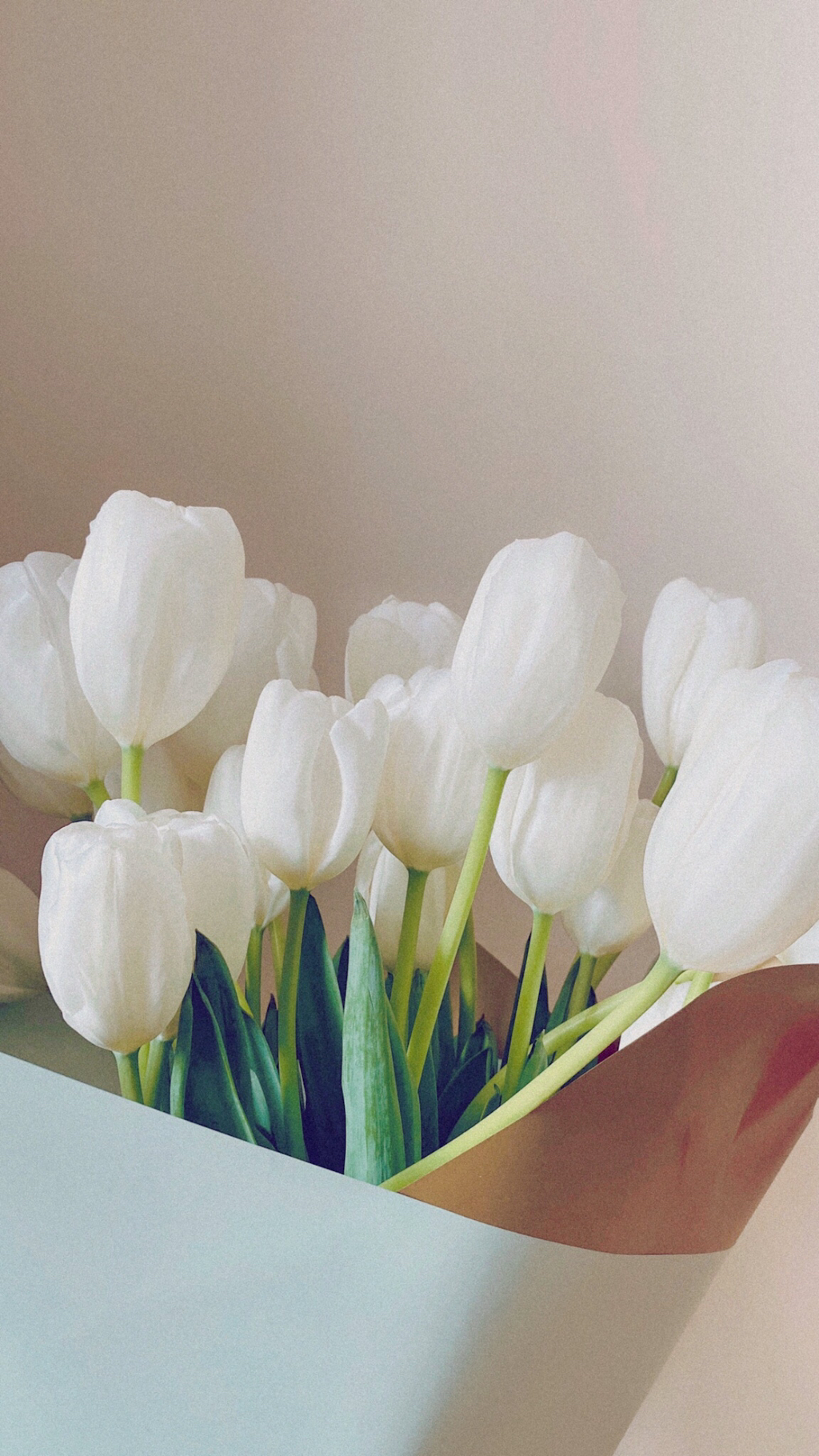 튤립 배경화면 공유 (추가) | 인스티즈