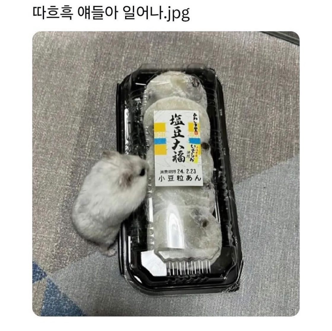 자기 친구들이 갇힌 줄 알고 놀란 햄스터 | 인스티즈